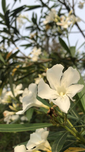 夹竹桃