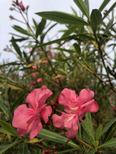 夹竹桃