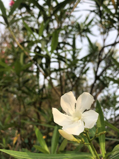 夹竹桃