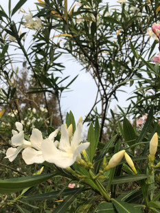 百合花