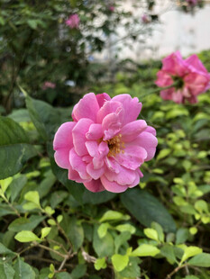 月季花