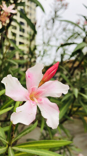 夹竹桃花