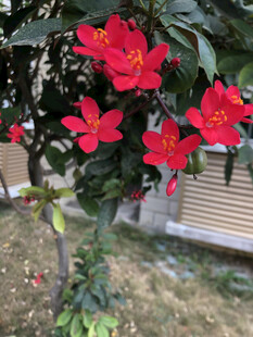 变叶珊瑚花