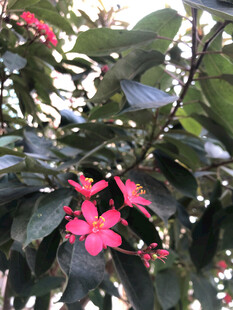 变叶珊瑚花