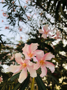 夹竹桃花
