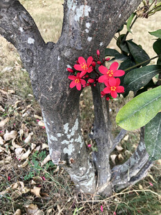 变叶珊瑚花