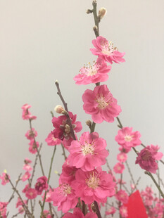梅花