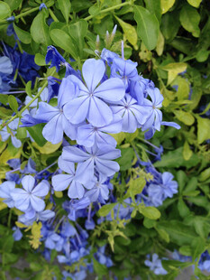 蓝花丹