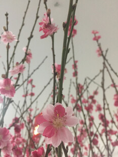 梅花