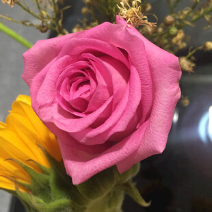 玫瑰花