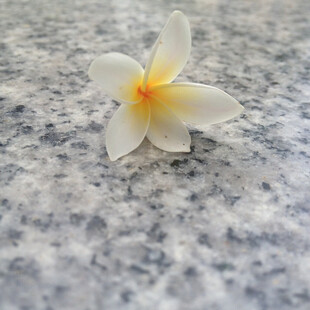 鸡蛋花