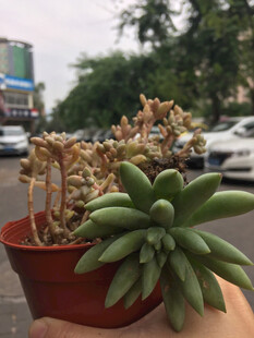 多肉植物