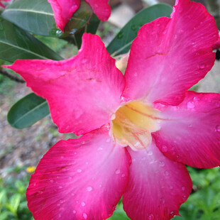 夹竹桃花