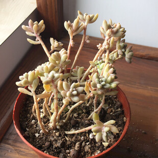 多肉植物