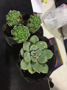 多肉植物