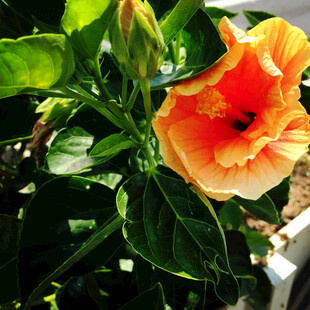 扶桑花