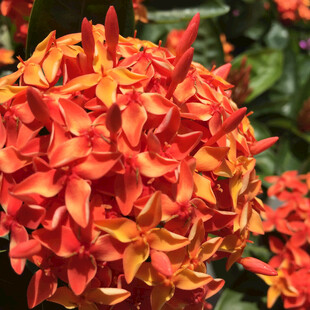 龙船花