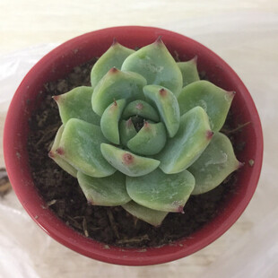 多肉植物