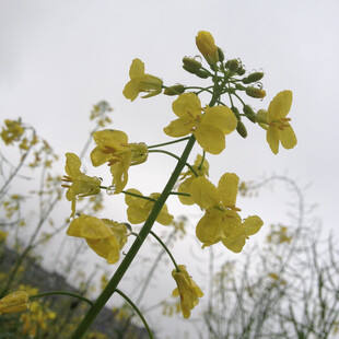 油菜花