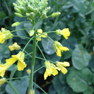 油菜花