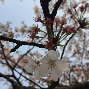 樱花