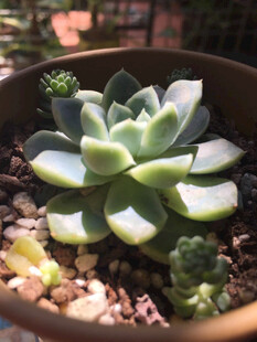 多肉植物