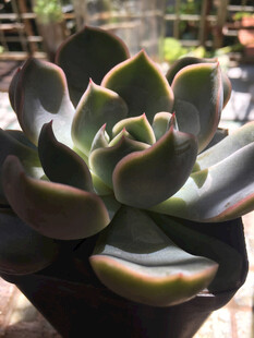 多肉植物