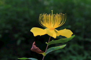 金丝桃花