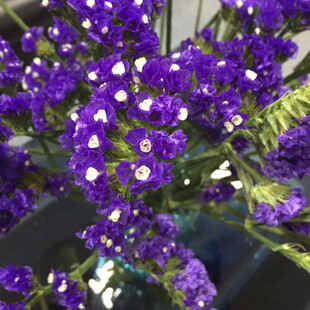 不凋花