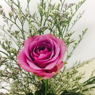 玫瑰花