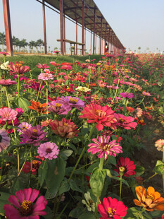 百日菊