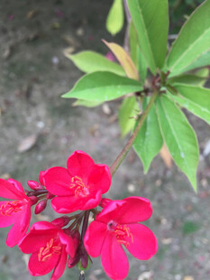 变叶珊瑚花
