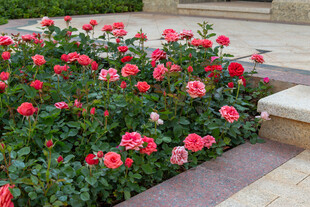 月季花