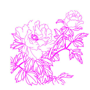 粉色牡丹花卉线稿图案
