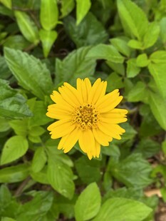 黄色小野菊花绽放绿叶间