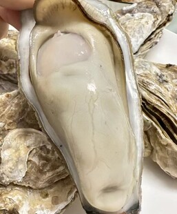 新鲜生蚝特写