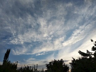 蓝天白云下的树梢景致