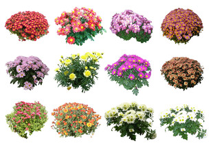 雏菊