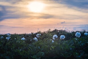夕阳下的棉花田美景