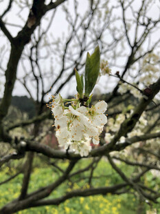 樱花