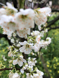 樱花