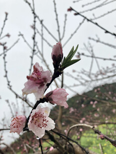桃花
