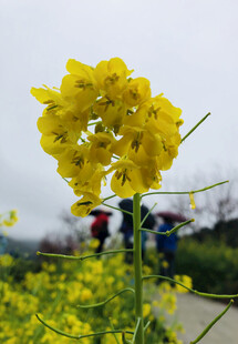 油菜花