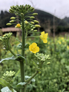 油菜花