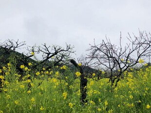 油菜花