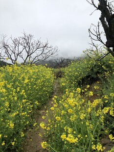 油菜花