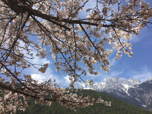 樱花
