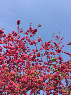 东京樱花
