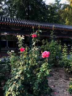 月季花