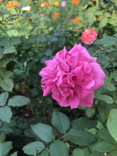 月季花